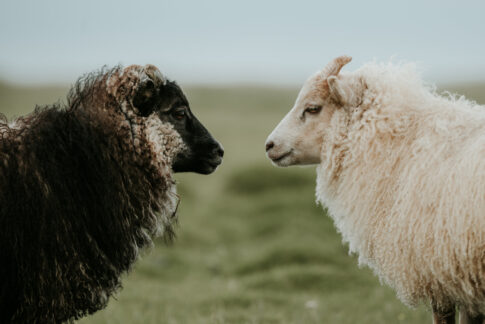 羊毛が一番